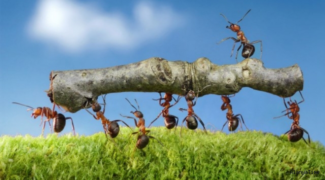 Salgınla mücadelede; karıncalar salgından en iyi nasıl kurtulabileceğimizi öğretebilir.