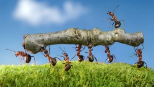 Salgınla mücadelede; karıncalar salgından en iyi nasıl kurtulabileceğimizi öğretebilir.