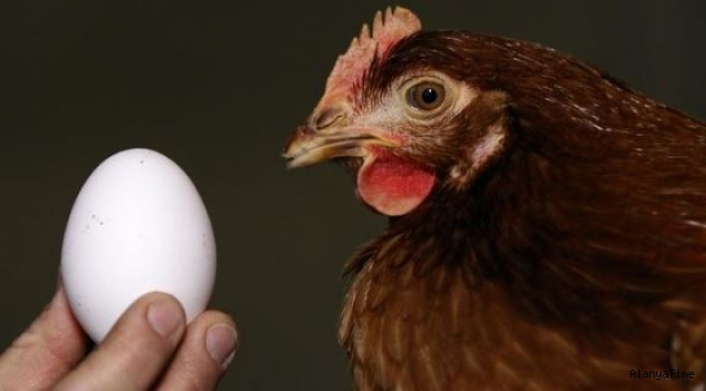 Yumurtanın fiyatı, tavuk fiyatlarını geride bıraktı.