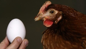 Yumurtanın fiyatı, tavuk fiyatlarını geride bıraktı.