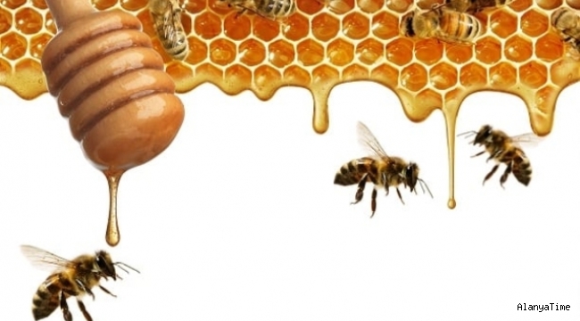Belçika, uyuşturucu kaçakçılığı ile mücadele etmek için özel eğitimli bal arıları kullanacak.