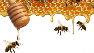 Belçika, uyuşturucu kaçakçılığı ile mücadele etmek için özel eğitimli bal arıları kullanacak.