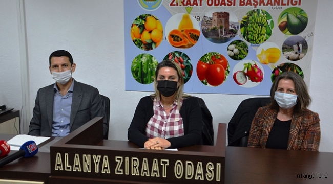 Büyükşehir'in tarıma desteği sürüyor  Alanya'da dut fidanı dağıtımı yapıldı