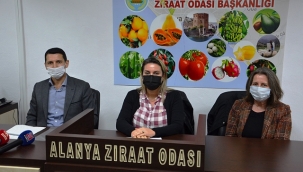 Büyükşehir'in tarıma desteği sürüyor  Alanya'da dut fidanı dağıtımı yapıldı