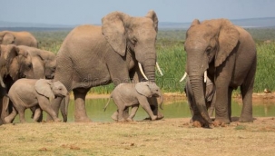 Filleri uzaydan sayabilen teknoloji geliştirildi