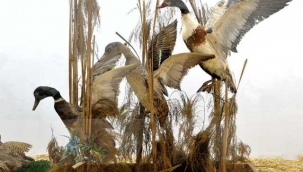 Gaziantep Zooloji Ve Doğa Müzesi 