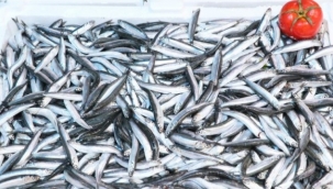 Hamsi avı İstanbul Boğazı ve Karadeniz'de yasaklandı