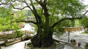 Hıdırbey Musa Ağacı - Hatay