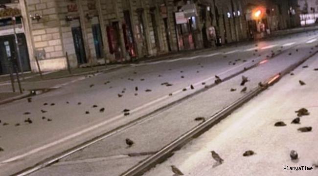 Roma'da yeni yıl kutlamalarında kullanılan havai fişekler yüzlerce kuşun ölümüne neden oldu