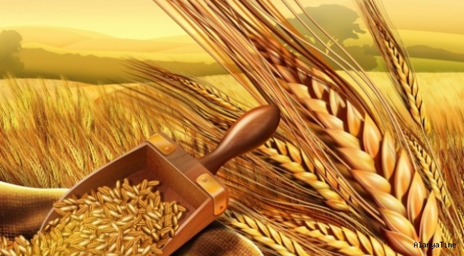 Rusya, 1 Mart itibariyle kota kapsamında buğday ihracat vergisini ton başına 50 euroya yükseltme kararı aldı. 