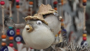 Zehirli balon balığı süs eşyası oldu.