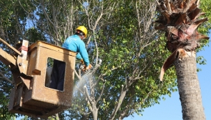 ALANYA BELEDİYESİ BUDAMA ÇALIŞMALARINA DEVAM EDİYOR