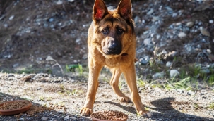 ALANYA BELEDİYESİ ZORLU DOĞA KOŞULLARINDA DA SOKAK HAYVANLARININ HER ZAMAN YANINDA