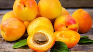 Arının olduğu yerde kayısının kalitesi artıyor