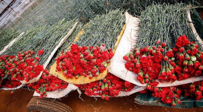 Çiçek ihracatı yüzde 19 yükseldi