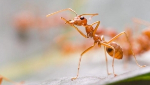 Evdeki Karıncalardan Kurtulmanın Doğal Bir Yöntemi Var!