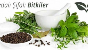 Faydalı Şifalı Bitkiler