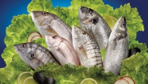 Hollanda'ya levrek İtalya'ya çipura satışında Türkiye Dünya lideri oldu.