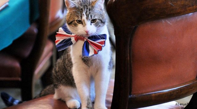 İngiltere'nin resmi fare avcısı kedi Larry, tam 10 yıldır görevinin başında
