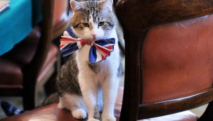 İngiltere'nin resmi fare avcısı kedi Larry, tam 10 yıldır görevinin başında