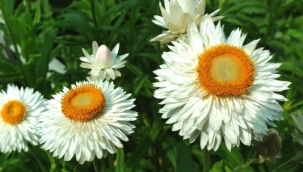 Kağıt Çiçeği  'Helichrysum bracteatum'