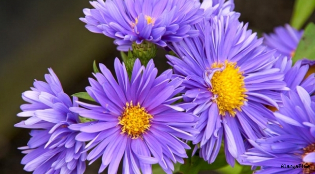 Saraypatı Çiçeği (Aster flowers )