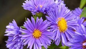 Saraypatı Çiçeği (Aster flowers )