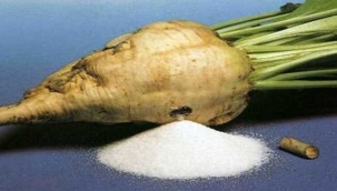 Şeker Pancarından Şeker Nasıl Üretilir?