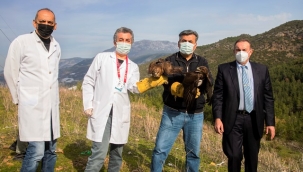 TEDAVİLERİ TAMAMLANAN BİR KARTAL VE İKİ ŞAHİN DOĞAYA SALINDI