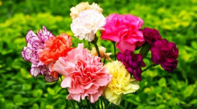 Türkiye'de en çok üretilen kesme çiçek 'karanfil' oldu