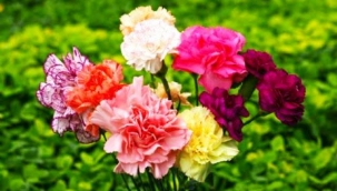 Türkiye'de en çok üretilen kesme çiçek 'karanfil' oldu