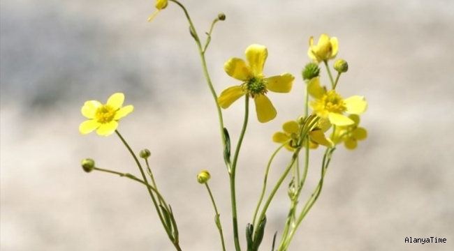 Tuz Gölü havzasında yeni bitki türü keşfedildi: 'Acı düğün çiçeği'
