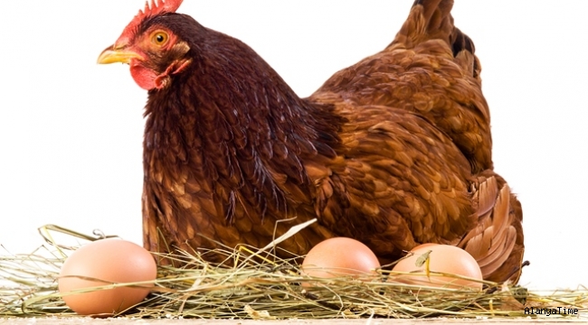 Yumurta üreticisinde 'gezen tavuk yumurtası' uyarısı: Bugün ülkemizde üretimi mümkün değil