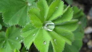 Aslanpençesi  'Alchemilla'