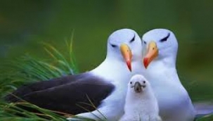 Dünyanın bilinen en yaşlı albatrosu 70 yaşında 40'ıncı yavrusunu dünyaya getirdi