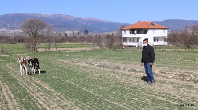 Hayvanları telef olan vatandaşa Başkan Böcek yardım elini uzattı   Başkan Böcek'in talimatıyla 3 gebe inek verilecek