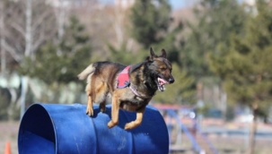 Jandarmanın 'hassas burunları' suçları aydınlatıyor