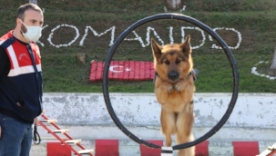 Jandarmanın süper burunları "komando" gibi eğitiliyor