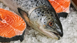 Japonlar ve Ruslar Türk somonunu sevdi