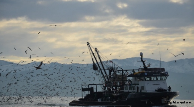 Karadeniz'de her yıl yaklaşık 1 milyon ton hamsi, yanlış avcılıkla yok oluyor