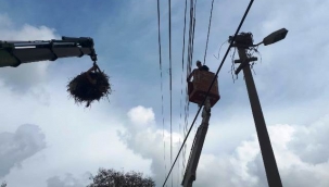 Leylekler koruma altında