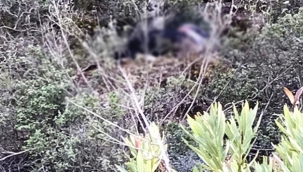 Manavgat'ta korkunç olay