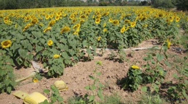 Tarım-GFE yıllık yüzde 18,52, aylık yüzde 1,96 arttı