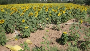 Tarım-GFE yıllık yüzde 18,52, aylık yüzde 1,96 arttı