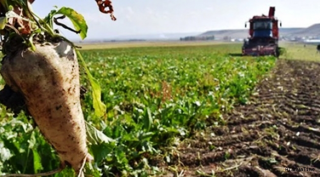 Türkiye'nin tarımsal ürün üretimindeki yeterlilik dereceleri açıklandı.