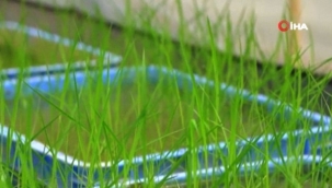 Uzaydan Çin'e getirilen çeltik tohumları filizlendi