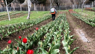 İbradı lale üretim merkezi haline gelecek