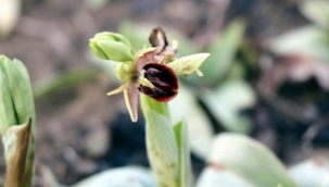 Topraktan çıkan altın: "Salep"