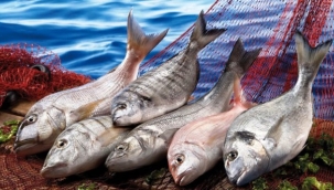 Balık av sezonu yarın sona eriyor