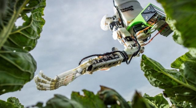 İngiltere'de Sebze toplayan robot geliştirildi.